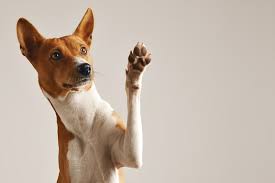 Cachorro feliz atendido pela PetCare