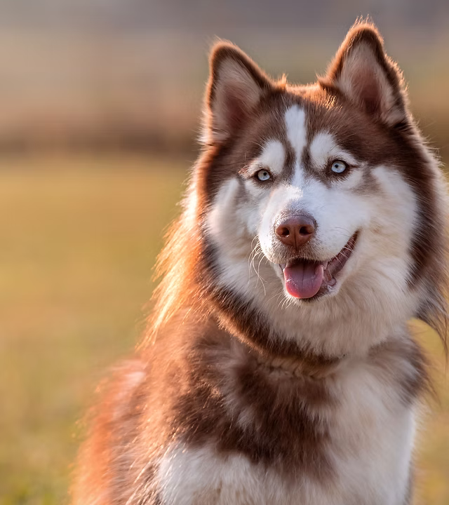 Cachorro feliz atendido pela PetCare